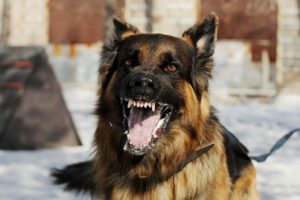 Dog bite injury lawyer
