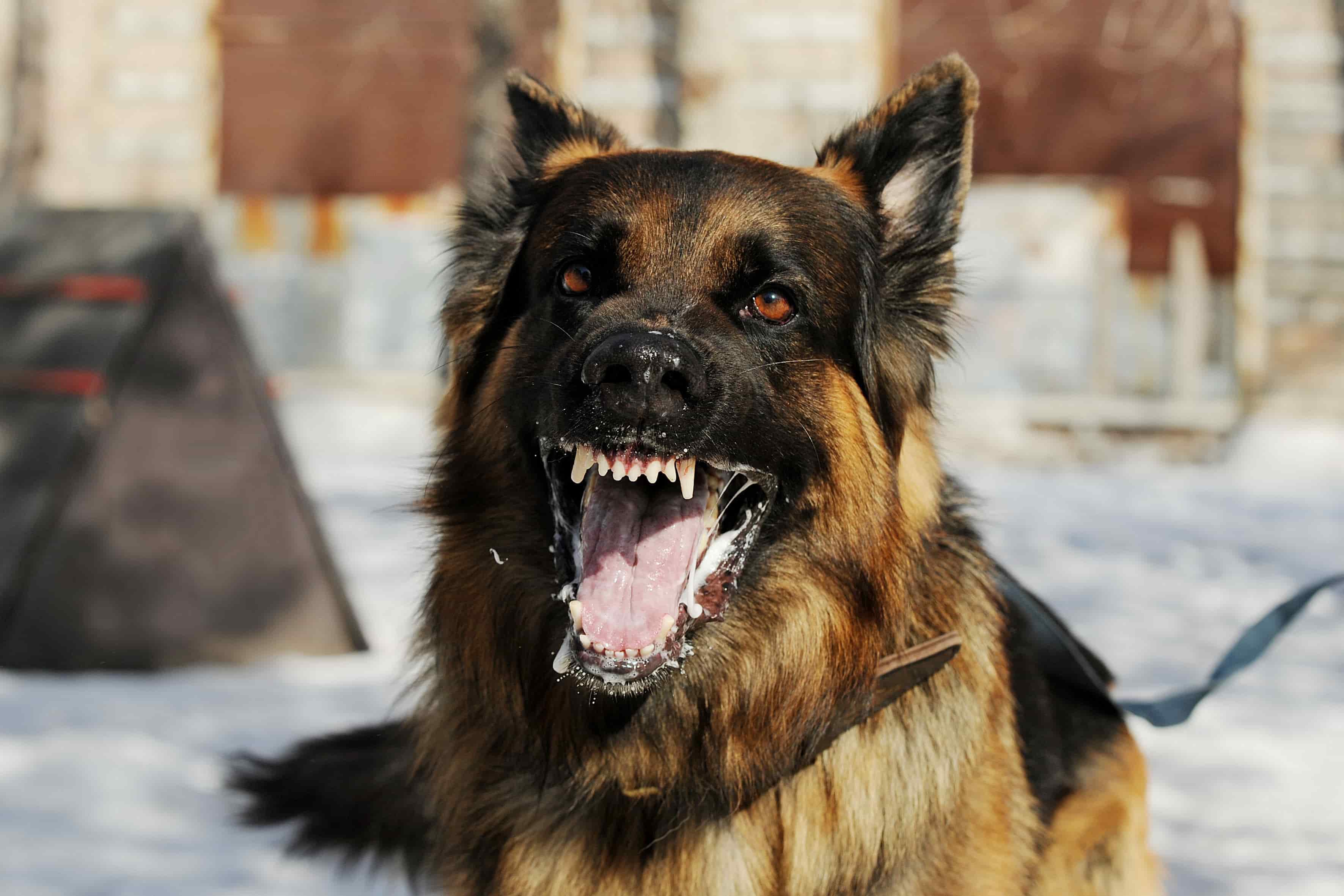Dog bite injury lawyer
