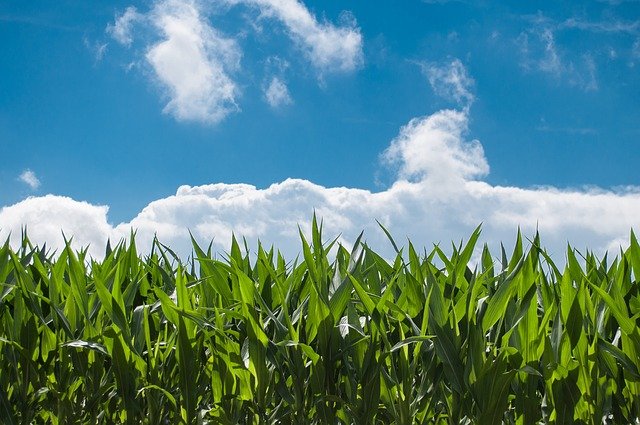 Paraquat Corn Field Parkinson's Disease