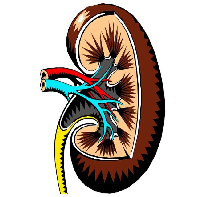Paraquat Kidney Damage
